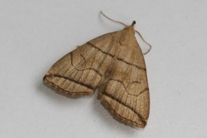 Copie de IMG_5021.jpg