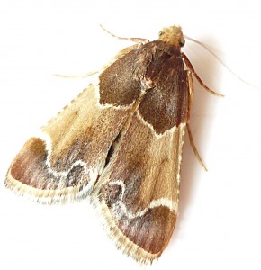 papillon.JPG