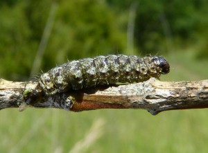 P1000069.JPG