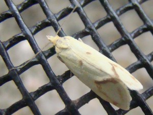 Copie de DSC00392.JPG