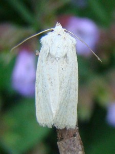 Copie de DSC00379.JPG