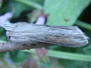 Cucullia umbratica.JPG