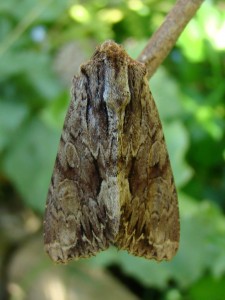 Apamea monoglypha.JPG