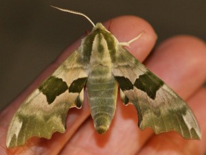 Mimas tilliae Sphinx du tilleul  (1r).jpg