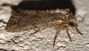 Apamea monoglypha... 2010.06.12 (5r).jpg