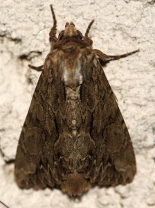 Apamea monoglypha... 2010.06.12 (3r).jpg