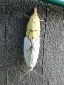 Copie de DSC00517.JPG