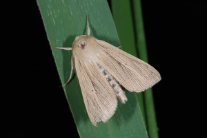 DSC_2993.JPG