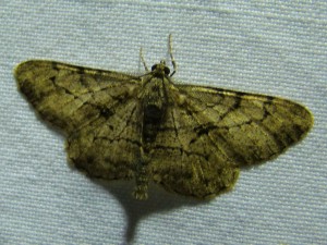 Peribatodes rhomboidaria.JPG