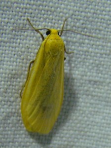 Copie de DSC00580.JPG