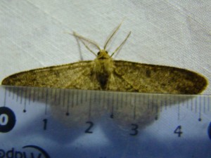 Copie de DSC00585.JPG