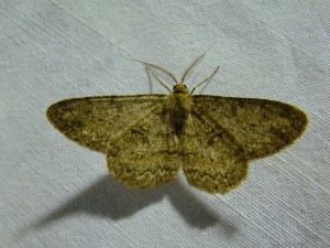 Copie de DSC00586.JPG
