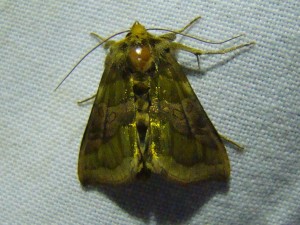 Copie de DSC00591.JPG