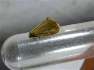La Gaillère 12-06 (7).jpg