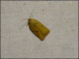 La Gaillère 12-06 (5).jpg