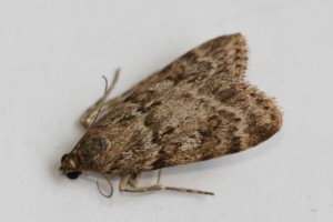 Copie de IMG_5262.jpg