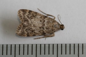 Copie de IMG_5254.jpg