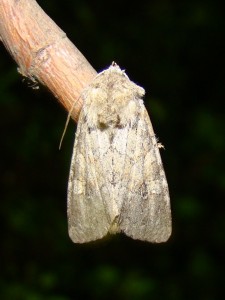 Copie de DSC00639.JPG