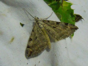 Copie de DSC00660.JPG