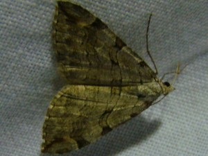 Copie de DSC00663.JPG