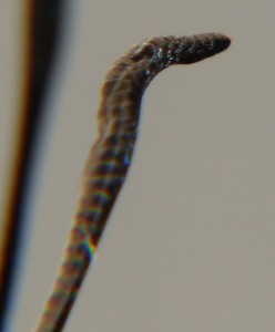 DSC02042.JPG