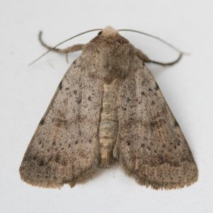 Copie de IMG_5358.jpg