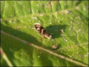 Micropterix sp.jpg