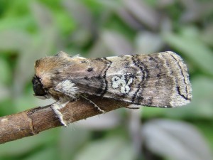 Tethea ocularis (carvin).JPG