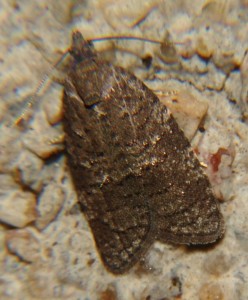 DSC02060.JPG