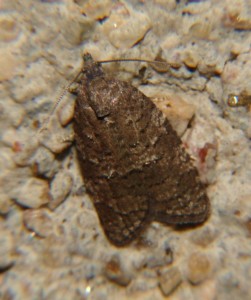 DSC02059.JPG