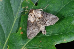 DSC_2982.JPG