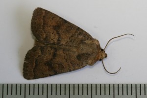 Copie de IMG_5525.jpg