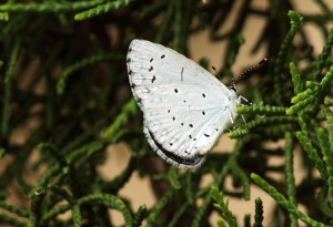 celastrina argiolusppc.jpg