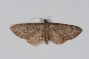 DSC_3042.JPG