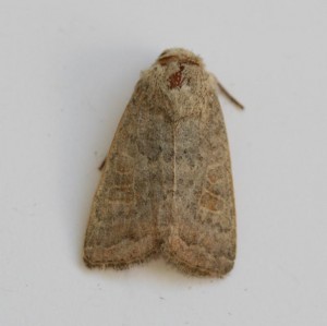 Copie de IMG_5589.jpg