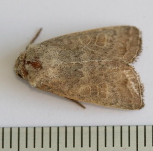 Copie de IMG_5586.jpg