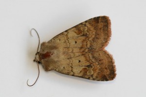 Copie de IMG_5601.jpg