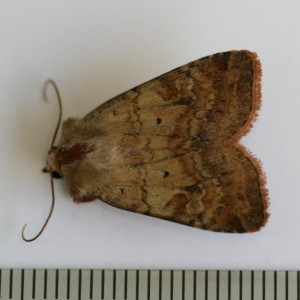 Copie de IMG_5592.jpg