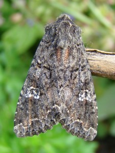 mamestra brassicae (Carvin).JPG