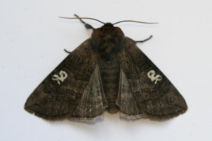 Copie de IMG_5755.jpg