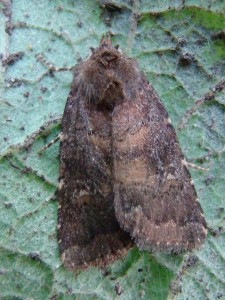 ferruginea Rusina (Herrin).JPG