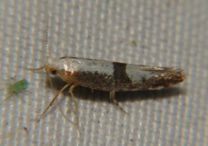 DSC02484.JPG