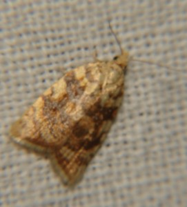 DSC02145.JPG