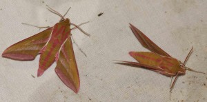 Deilephila elpenor, Sphinx de la vigne en Brenne 2010.06.19 p.JPG