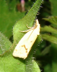 DSC02412.JPG