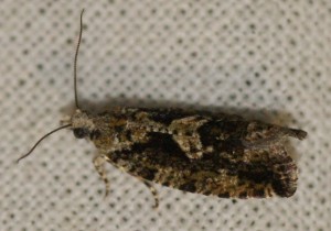 Zeiraphera isertana... à v.  p.jpg