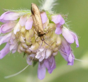 adèle Nemophora metallica.. à v. (7p).jpg