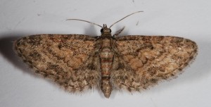 Eupithecia.JPG