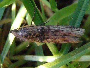 Momphidae.JPG