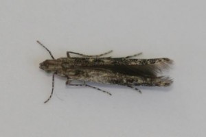 Copie de IMG_5851.jpg